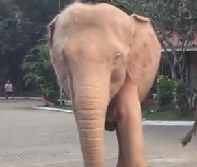 白い象をナミビアのエトーシャ国立公園で発見 アルビノ種でもない ぶんくもさんの気になる話